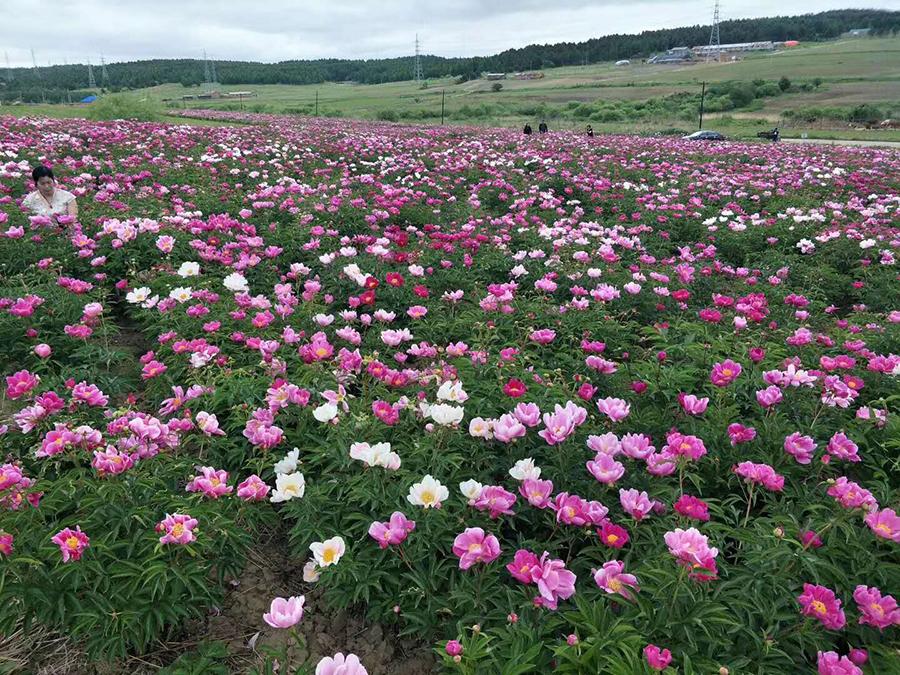 Blooming peonies and Chinese herbaceous peonies are seen in Hunchun city, Northeast China\'s Jilin Province. The sea of flowers dazzles visitors with gorgeous colors in the early summer. (Photo/China Daily)