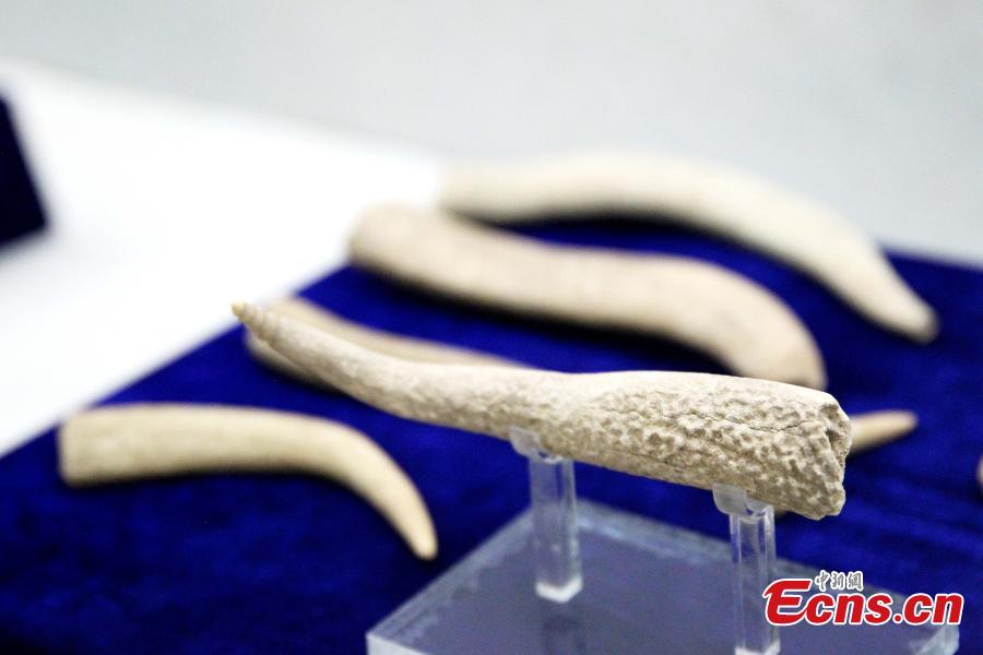 <?php echo strip_tags(addslashes(Some 192 artifacts made of stone, bone, pottery and bronze, unearthed from the Shenna site, are on display at an exhibition at the Xining Museum in Xining City, Northwest China’s Qinghai Province, June 12, 2019. Shenna is located on the bank of the Beichuan River in Xining, covering an area of approximately 100,000 square meters. It was home to the Qijia culture approximately 4,000 years ago. (Photo: China News Service/ Zhang Tianfu))) ?>