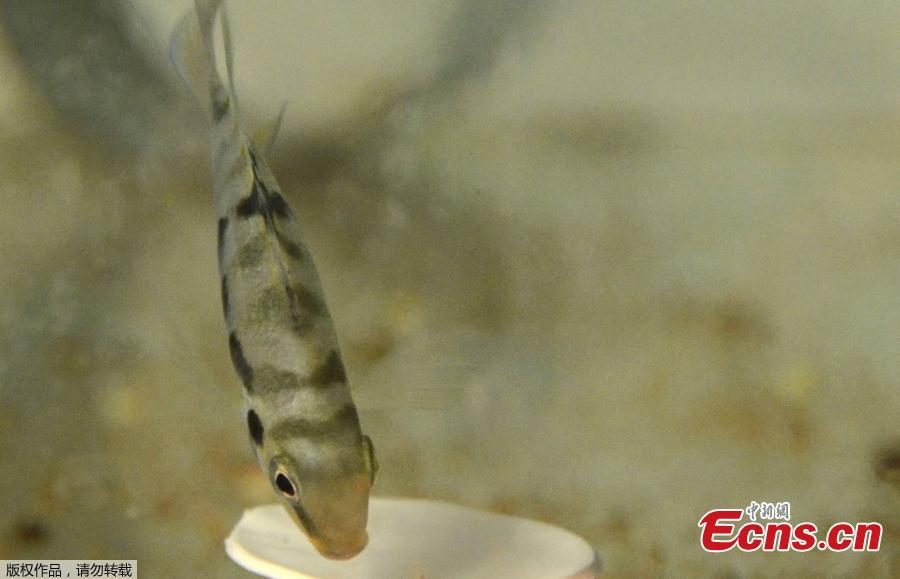 This picture taken and released by the CNRS of the Bourgogne University shows a haplochromine cichlids (maylandia estherae) trying to open a box as part of a scientic experiment. Using a behavior test measuring the pessimism of the animal, researchers managed to show that a fish experiences \