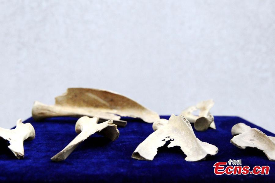 <?php echo strip_tags(addslashes(Some 192 artifacts made of stone, bone, pottery and bronze, unearthed from the Shenna site, are on display at an exhibition at the Xining Museum in Xining City, Northwest China’s Qinghai Province, June 12, 2019. Shenna is located on the bank of the Beichuan River in Xining, covering an area of approximately 100,000 square meters. It was home to the Qijia culture approximately 4,000 years ago. (Photo: China News Service/ Zhang Tianfu))) ?>