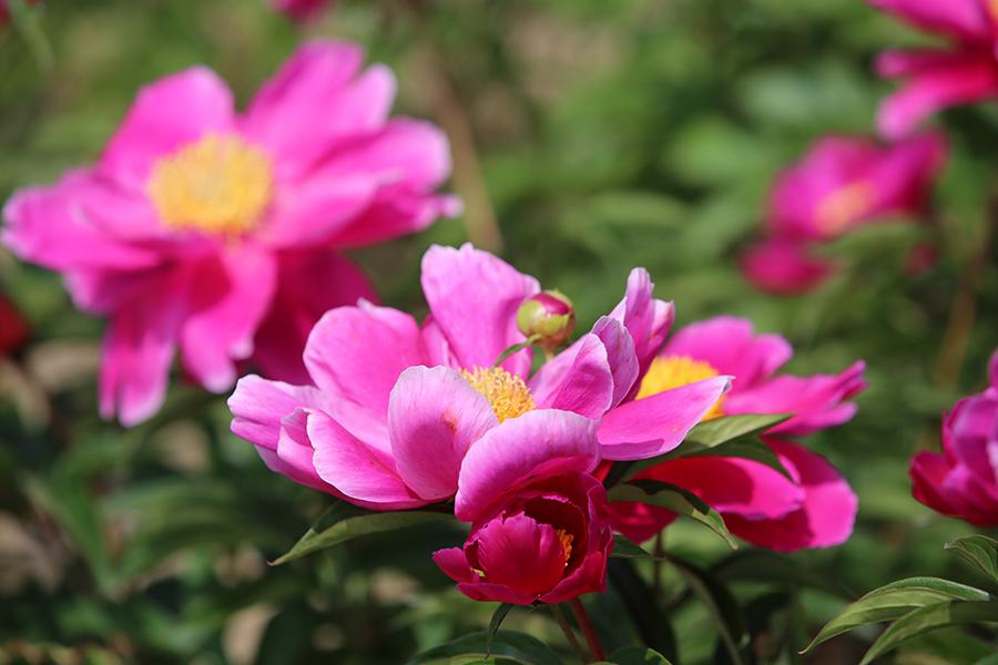 Blooming peonies and Chinese herbaceous peonies are seen in Hunchun city, Northeast China\'s Jilin Province. The sea of flowers dazzles visitors with gorgeous colors in the early summer. (Photo/China Daily)