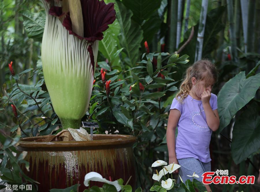 The rare “corpse flower,” known by its scientific name of amorphophallus titanum, blooms at the Tropical Bamboo Nursery & Gardens in Loxahatche, Florida on June 11, 2019.  Officials at Tropical Bamboo said the flower last bloomed in 2014. The corpse flower is called such because of its putrid stench when it blooms. Some compare the scent to the smell of a corpse. (Photo/VCG)