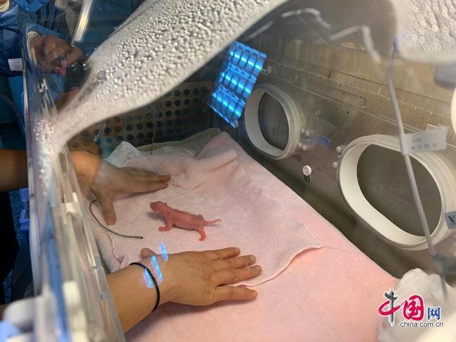 A female giant panda cub weighing 42.8 grams, about the weight of an average chicken egg and the world\'s lightest ever, was born in Chengdu, capital of southwest China\'s Sichuan Province, on Tuesday, June 11, 2019. （Photo/china.com.cn）