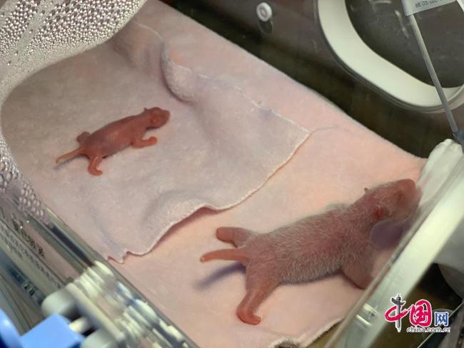 A female giant panda cub weighing 42.8 grams, about the weight of an average chicken egg and the world\'s lightest ever, was born in Chengdu, capital of southwest China\'s Sichuan Province, on Tuesday, June 11, 2019. Photo/china.com.cn）