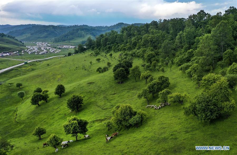 Aerial photo taken on June 12, 2019 shows the view of Guanshan Grassland at Longxian County in Baoji, northwest China\'s Shaanxi Province. (Xinhua/Tao Ming)