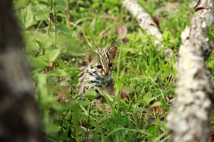 <?php echo strip_tags(addslashes(A leopard cat is seen at the Yunnan Puer Taiyanghe Forest Zoo. (Photo provided to chinadaily.com.cn))) ?>