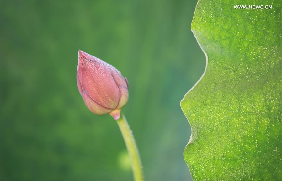 Photo taken on June 15, 2019 shows a lotus flower at Nanhu Park in Hengyang, central China\'s Hunan Province. (Xinhua/Xia Wenhui)