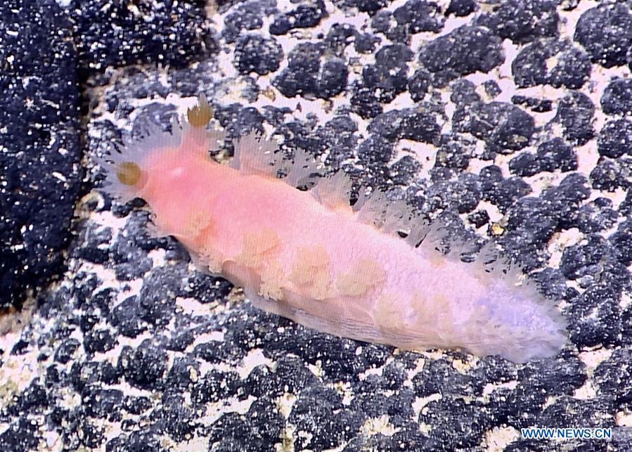 <?php echo strip_tags(addslashes(Photo taken by Discovery, a remote operated vehicle aboard China's research vessel KEXUE (Science), shows a deep-water sea slug in western Pacific Ocean on May 27, 2019. KEXUE finished its investigation of seamounts in the west of the Pacific Ocean and started to sail back on June 15. During the expedition, Discovery, a remote operated vehicle aboard KEXUE, made 19 dives and captured more than 800 collections of biological samples, including corals, sponges, shrimps and shellfishes. 