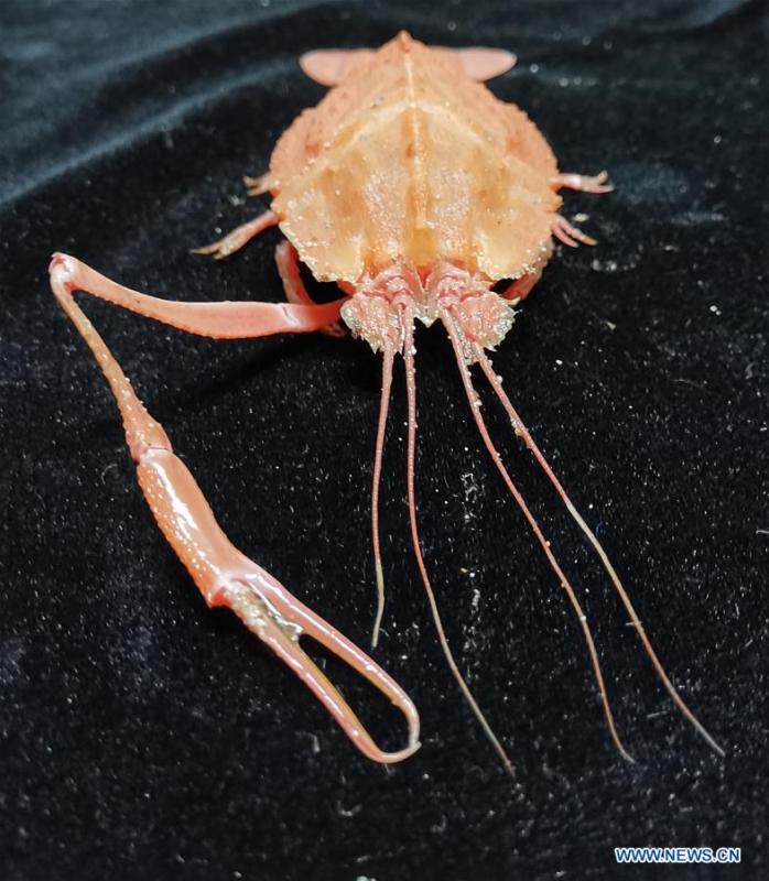 <?php echo strip_tags(addslashes(Photo taken on May 31, 2019 shows a deep-sea crab collected by Discovery, a remote operated vehicle aboard China's research vessel KEXUE (Science), in western Pacific Ocean. KEXUE finished its investigation of seamounts in the west of the Pacific Ocean and started to sail back on June 15. During the expedition, Discovery, a remote operated vehicle aboard KEXUE, made 19 dives and captured more than 800 collections of biological samples, including corals, sponges, shrimps and shellfishes. 