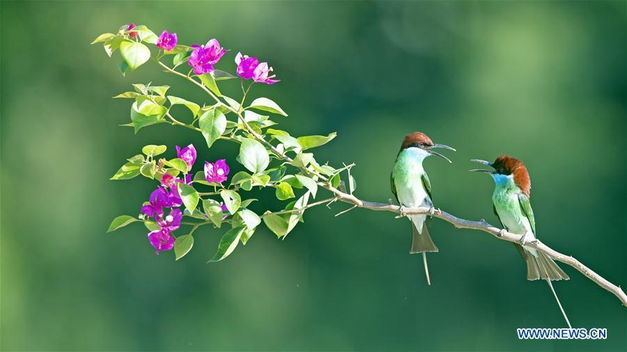 <?php echo strip_tags(addslashes(Two blue-throated bee eaters are seen at Xiexi Village in Luxia Town of Nanping City, southeast China's Fujian Province, June 15, 2019. (Xinhua/Mei Yongcun))) ?>