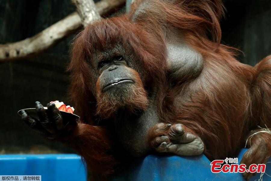 <?php echo strip_tags(addslashes(Veteran orangutan Nenette eats a cake as she celebrates her 50th birthday at the zoo of the Jardin des Plantes in Paris, France, June 16, 2019. (Photo/Agencies))) ?>