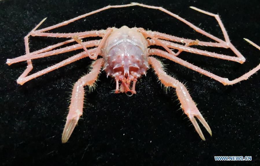 <?php echo strip_tags(addslashes(Photo taken on May 31, 2019 shows a deep-sea crab collected by Discovery, a remote operated vehicle aboard China's research vessel KEXUE (Science), in western Pacific Ocean. KEXUE finished its investigation of seamounts in the west of the Pacific Ocean and started to sail back on June 15. During the expedition, Discovery, a remote operated vehicle aboard KEXUE, made 19 dives and captured more than 800 collections of biological samples, including corals, sponges, shrimps and shellfishes. 