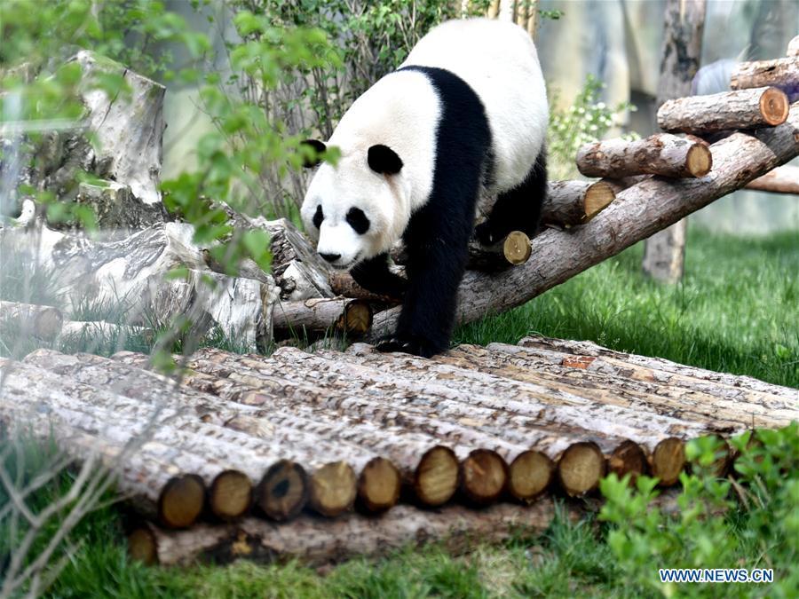 <?php echo strip_tags(addslashes(A giant panda is seen in the panda house in the Qinghai-Tibet Plateau Wild Zoo in Xining, capital of northwest China's Qinghai Province, June 16, 2019. The panda house in the Qinghai-Tibet Plateau Wild Zoo, where four pandas from the Chengdu Research Base of Giant Panda Breeding live, opened to the public here on Sunday. The four pandas settled down in the plateau city earlier this month. Qinghai Province will launch a series of education activities about giant pandas in the following three years. (Xinhua/Zhang Long))) ?>