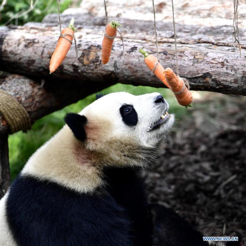 <?php echo strip_tags(addslashes(A giant panda eats carrots in the panda house in the Qinghai-Tibet Plateau Wild Zoo in Xining, capital of northwest China's Qinghai Province, June 16, 2019. The panda house in the Qinghai-Tibet Plateau Wild Zoo, where four pandas from the Chengdu Research Base of Giant Panda Breeding live, opened to the public here on Sunday. The four pandas settled down in the plateau city earlier this month. Qinghai Province will launch a series of education activities about giant pandas in the following three years. (Xinhua/Zhang Long))) ?>
