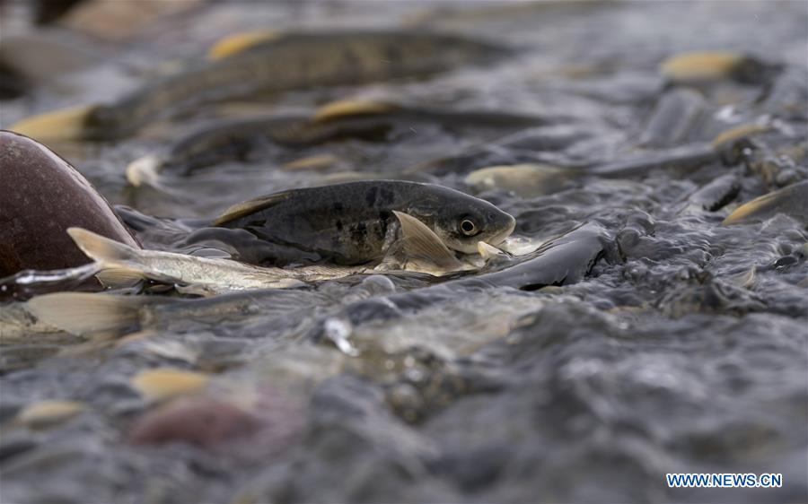 Qinghai Lake greets migration peak of naked carp - Global 