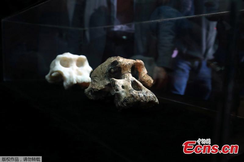 Unprecedented' fossil skull reveals face of human ancestor