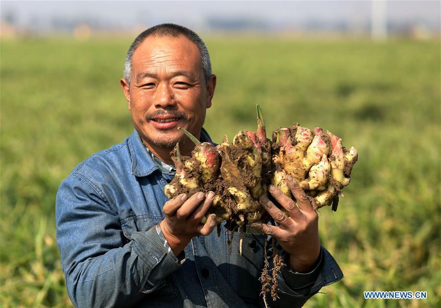 Ginger harvested in Zhaoxian County, China's Hebei