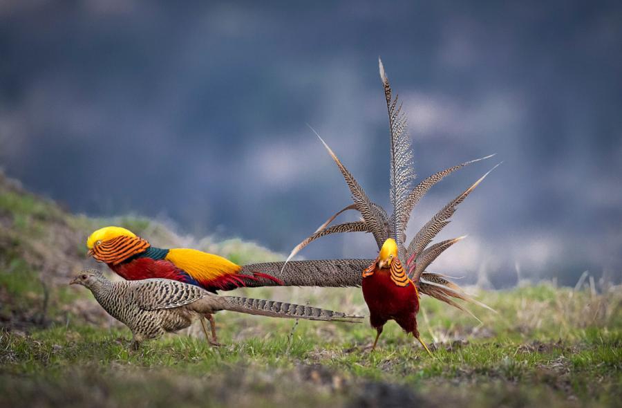 Spring dating for pheasants