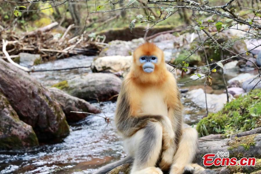 The golden snub-nosed monkey roams the high mountainous forests of  western-central China. It's able to survive below-freezing temperatures by  sleeping clustered together, in the lower forest canopy, with others in its  group.