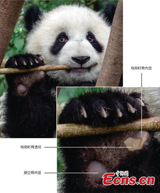 Who's Got Two Pseudothumbs and Loves Bamboo? This Panda Bear