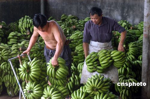 Within little more than a month banana prices in Hainan Province plummeted from 7.6 yuan to 0.4 yuan per kilo.