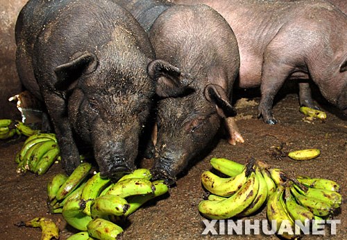 Bananas have been facing sluggish sales. Farmers had to feed them to pigs.