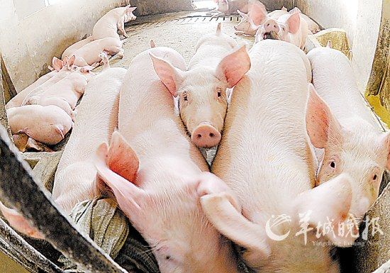 As pork prices continue to soar, breeding pigs has become a craze in China.