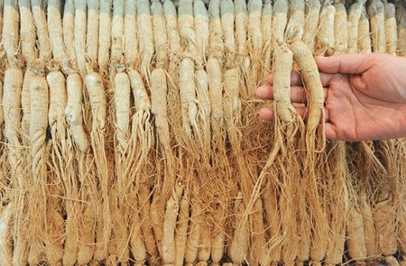 China has huge reserves of ginseng in Jilin Province, where the best variety grows in the Changbai Mountain area in Fusong County.(Photo: China Economic Weekly)