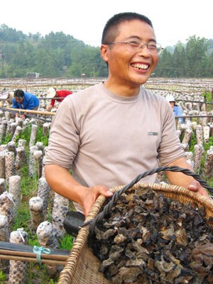 GETTING RICH: Farmer Huang Mingcong harvests black fungus in his field in Xuanhan County, Sichuan Province, on May 21, 2011.