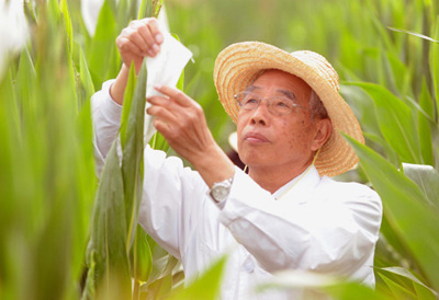 SEED SILICON VALLEY: Cheng Xiangwen, one of China's leading scientists in corn research, examines new corn species in a breeding base in Hainan Province on January 20, 2011.