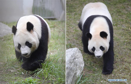 Combo photos taken on April 10, 2017 shows giant pandas Xing Ya (L) and Wu Wen in the Wolong National Nature Reserve, southwest China's Sichuan Province. Two giant pandas Xing Ya and Wu Wen, left for the Netherlands on Tuesday. (Xinhua/Xue Yubin) 