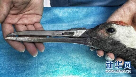 An animal hospital in Guangzhou recently installed an artificial beak on an injured red-crowned crane using 3D printing technology. (Photo/Xinhua)