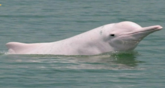 A rare Chinese white dolphin, also known as the giant panda of the sea, was spotted in the waters of Quanzhou Bay of east China's Fujian Province recently. (Photo/Screenshot from CGTN)