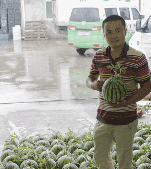 Zhu Linjie sorts through watermelons at the Shanghai Lyuni Melon and Fruit Professional Cooperative. He Qi / For China Daily