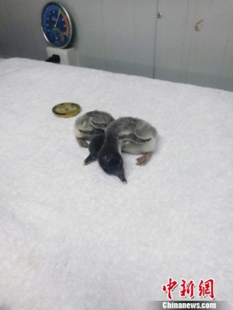 Twin penguins are born at the Dalian Sun Asia Ocean World on Wednesday, November 1, 2017. (Photo/China News Service)