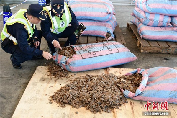 Customs staff check seized pangolin scales in Shenzhen, Guangdong province, on Nov 29, 2017. (Photo/Chinanews.com)