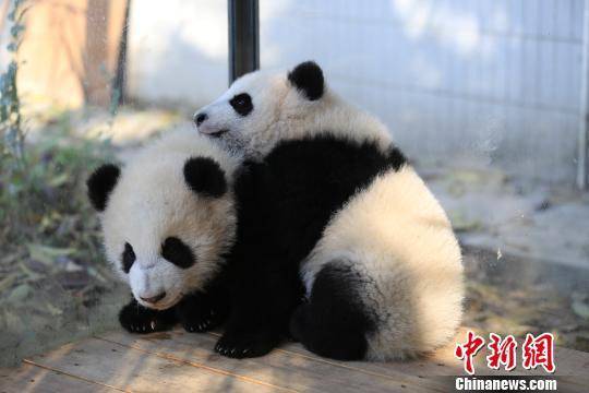 Panda couple has local names before arrival in Finland