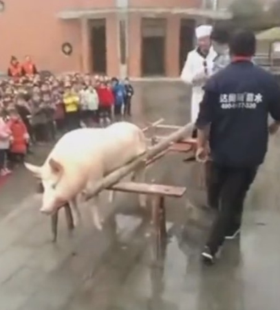 Pig butchered in front of students raises concerns