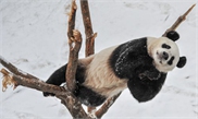 Panda black eye patches turn white at Southwest China breeding base