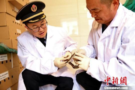 China exports 200 tons of live snakes to Japan