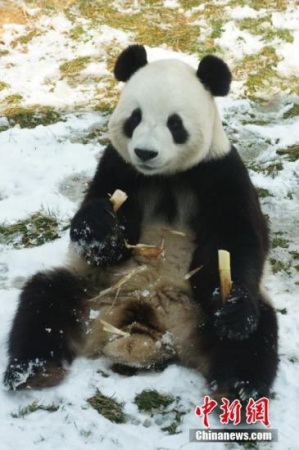 Panda reserve denies abusing animals after mite infection claim