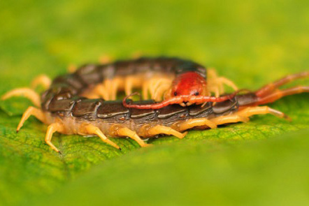 Knocking out an animal 30 times your size? This centipede can do it