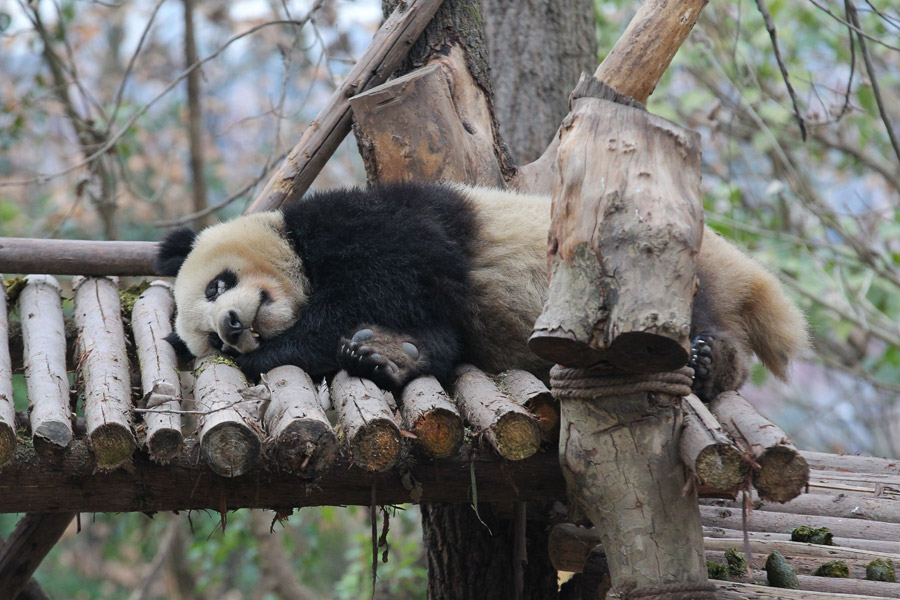 Breeding base investigates whitening eye rims of giant pandas