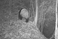 Wild giant pandas spotted in forest farm