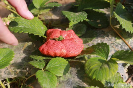 Farmer in C China grows a strawberry weighed 120g