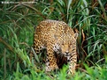 Endemic leopards in infrared spotlight