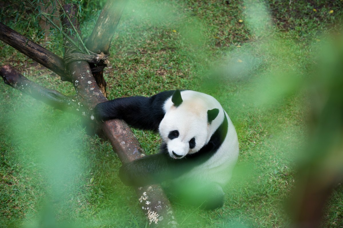 Indonesian safari park teaches wonderstruck visitors China's pandas more than just cute