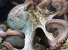 Octopus-inspired camouflage skin can evade infrared camera: study