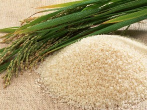 Chinese researchers find evidence of the beginning rice cultivation