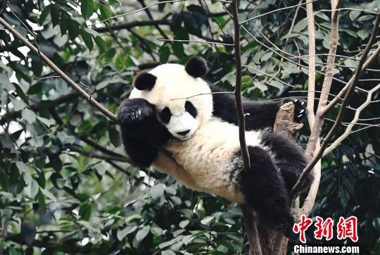 100,000-yuan prize offered for Panda park logo design